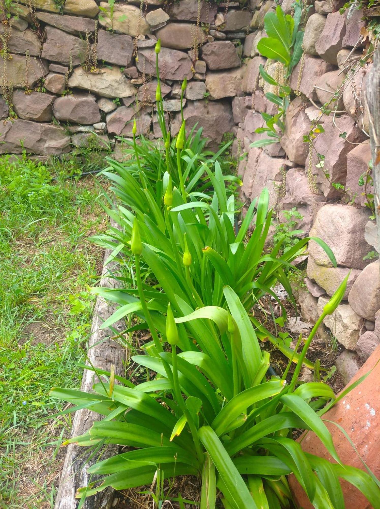 Bed and Breakfast Venta De Arrieta Saragueta Esterno foto